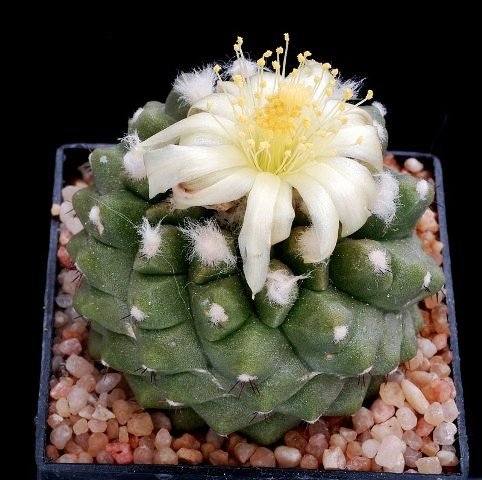 Copiapoa_esmeraldana_4